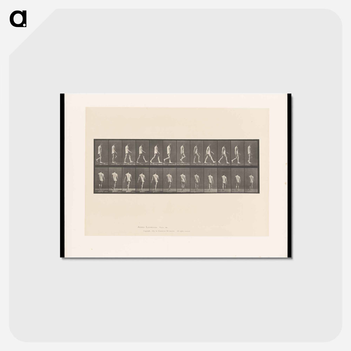 アートポストカード-Walking Man
- エドワード マイブリッジ Postcard.