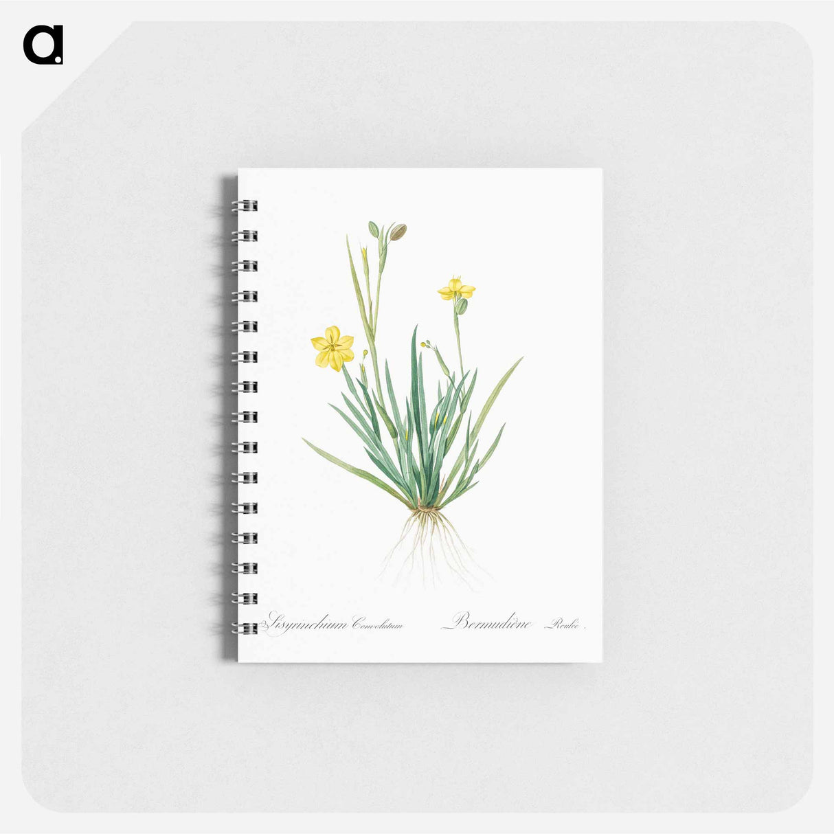 Yellow eyed grass illustration - ピエール ジョゼフ ルドゥーテ Memo.