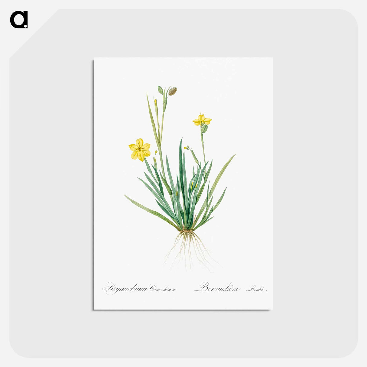 アートポストカード-Yellow eyed grass illustration - ピエール ジョゼフ ルドゥーテ Postcard.
