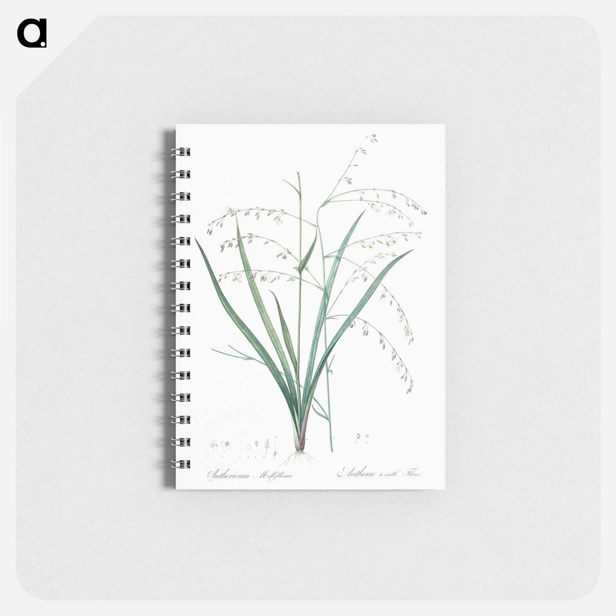 アートメモ帳-Pale vanilla lily illustration - ピエール ジョゼフ ルドゥーテ Memo.
