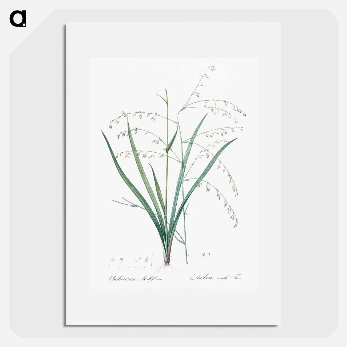 Pale vanilla lily illustration - Pierre Joseph Redouté Poster.