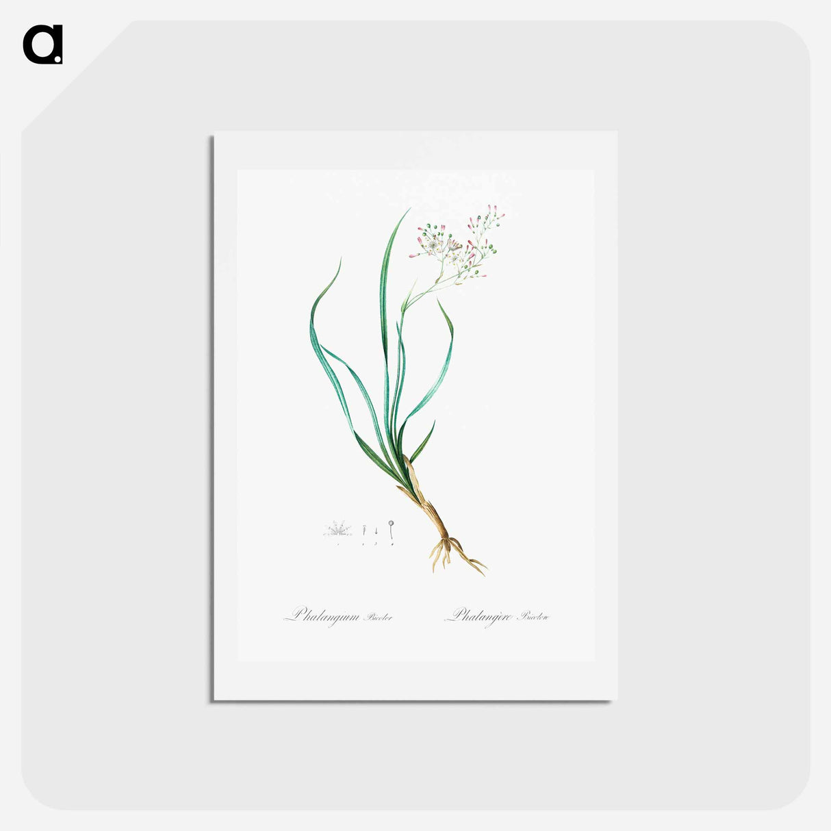 アートポストカード-Phalangium bicolor - ピエール ジョゼフ ルドゥーテ Postcard.