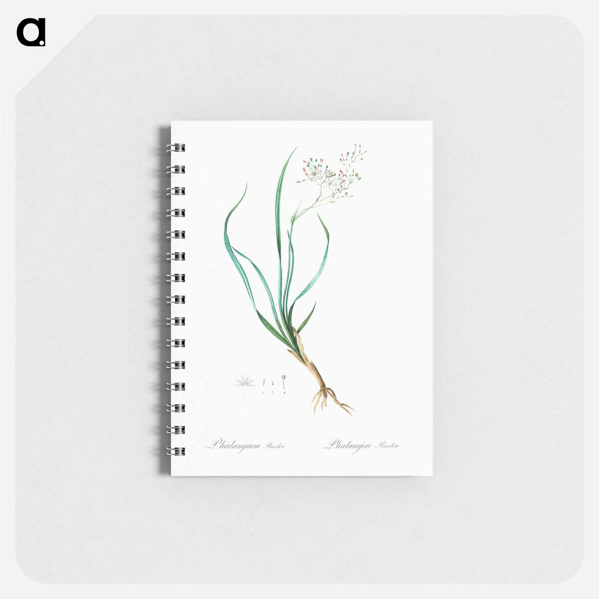 Phalangium bicolor - ピエール ジョゼフ ルドゥーテ Memo.