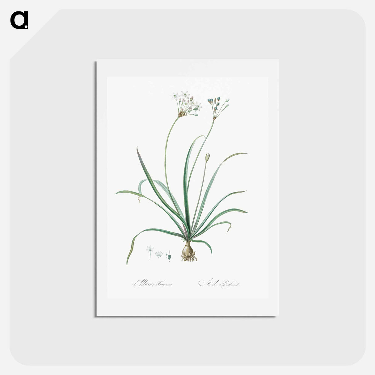 アートポストカード-Allium fragrans illustration - ピエール ジョゼフ ルドゥーテ Postcard.