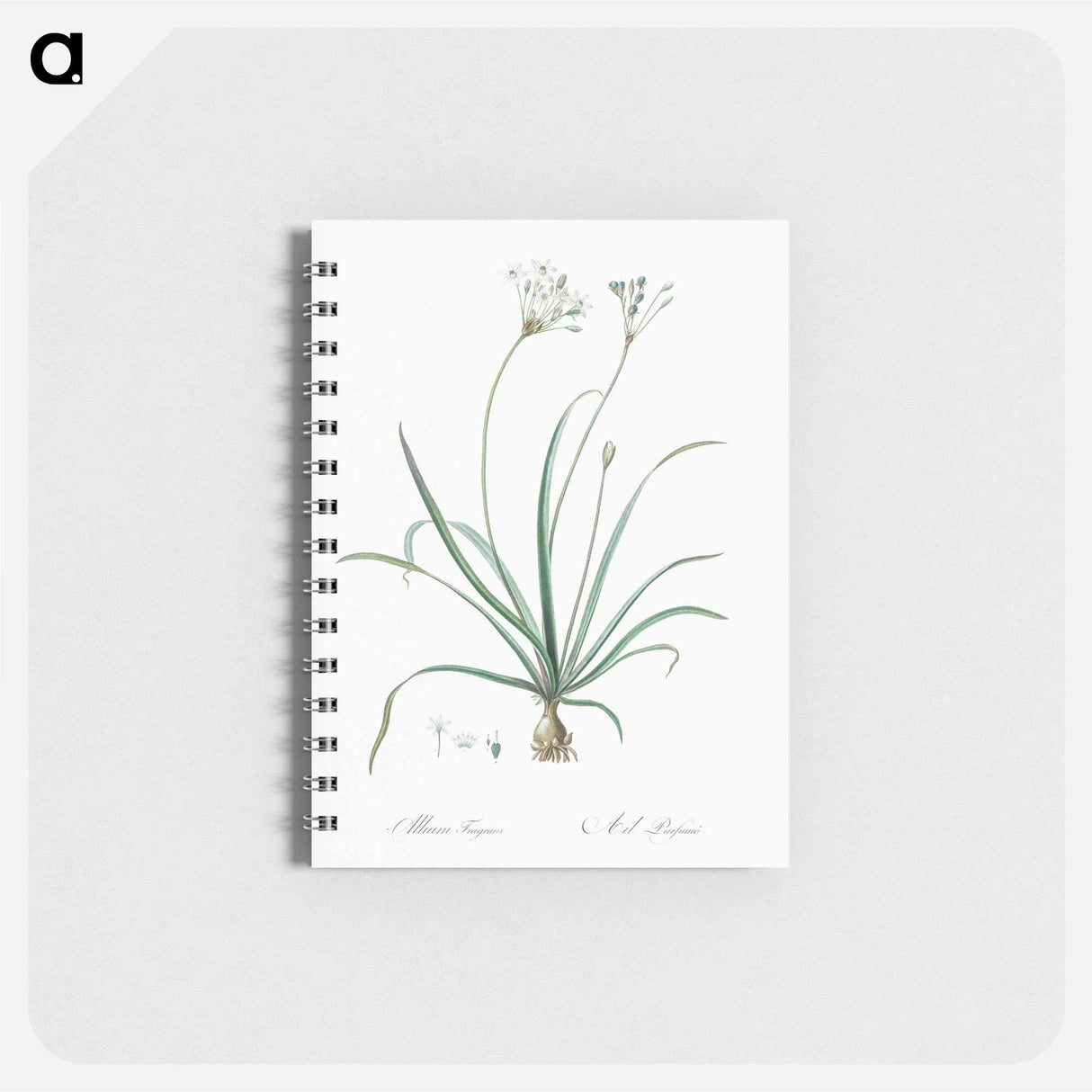 アートメモ帳-Allium fragrans illustration - ピエール ジョゼフ ルドゥーテ Memo.