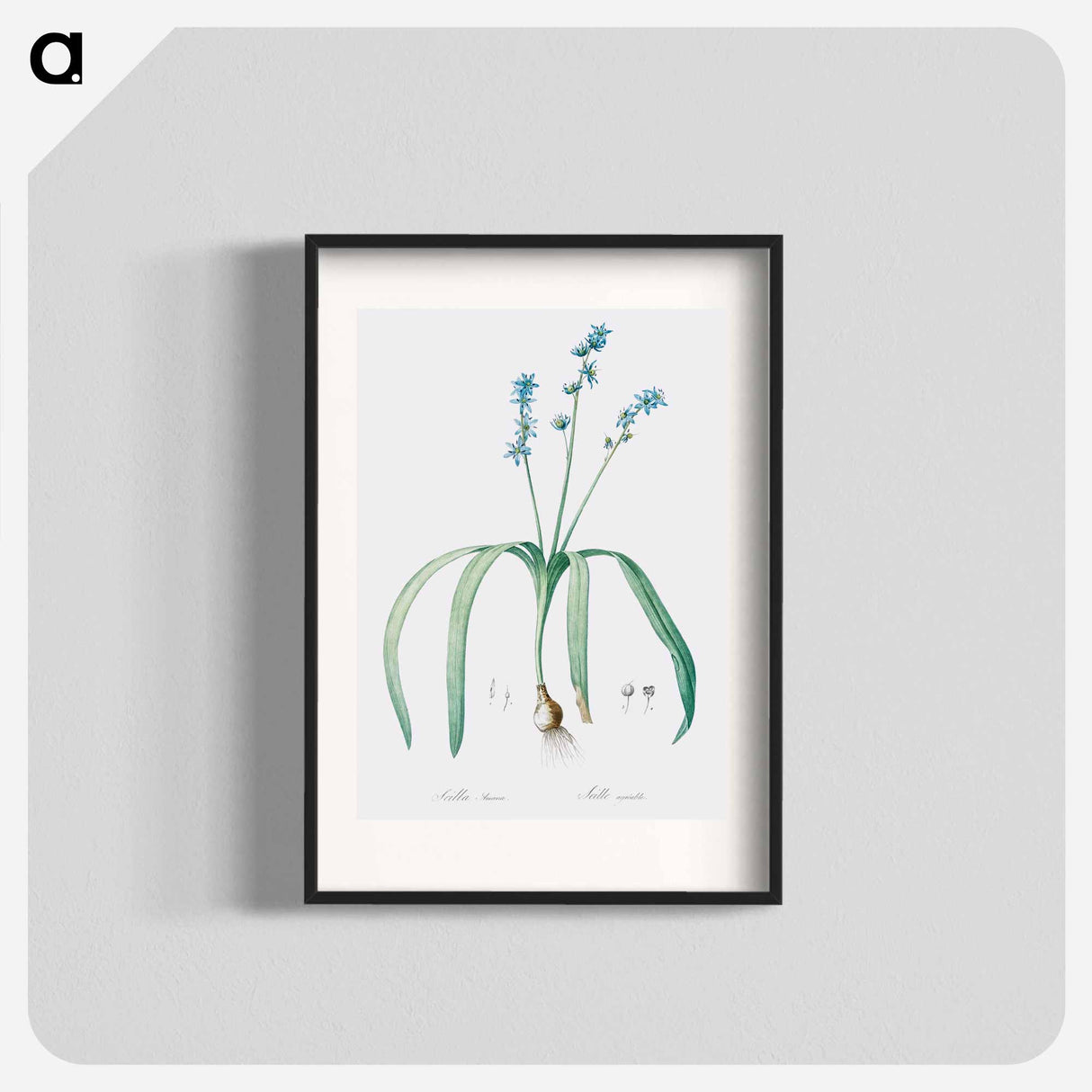 Star squill illustration - Pierre Joseph Redouté Poster.