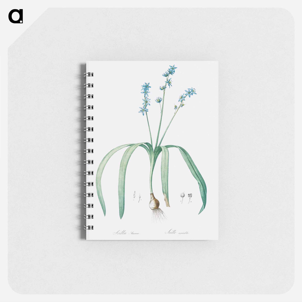 Star squill illustration - ピエール ジョゼフ ルドゥーテ Memo.