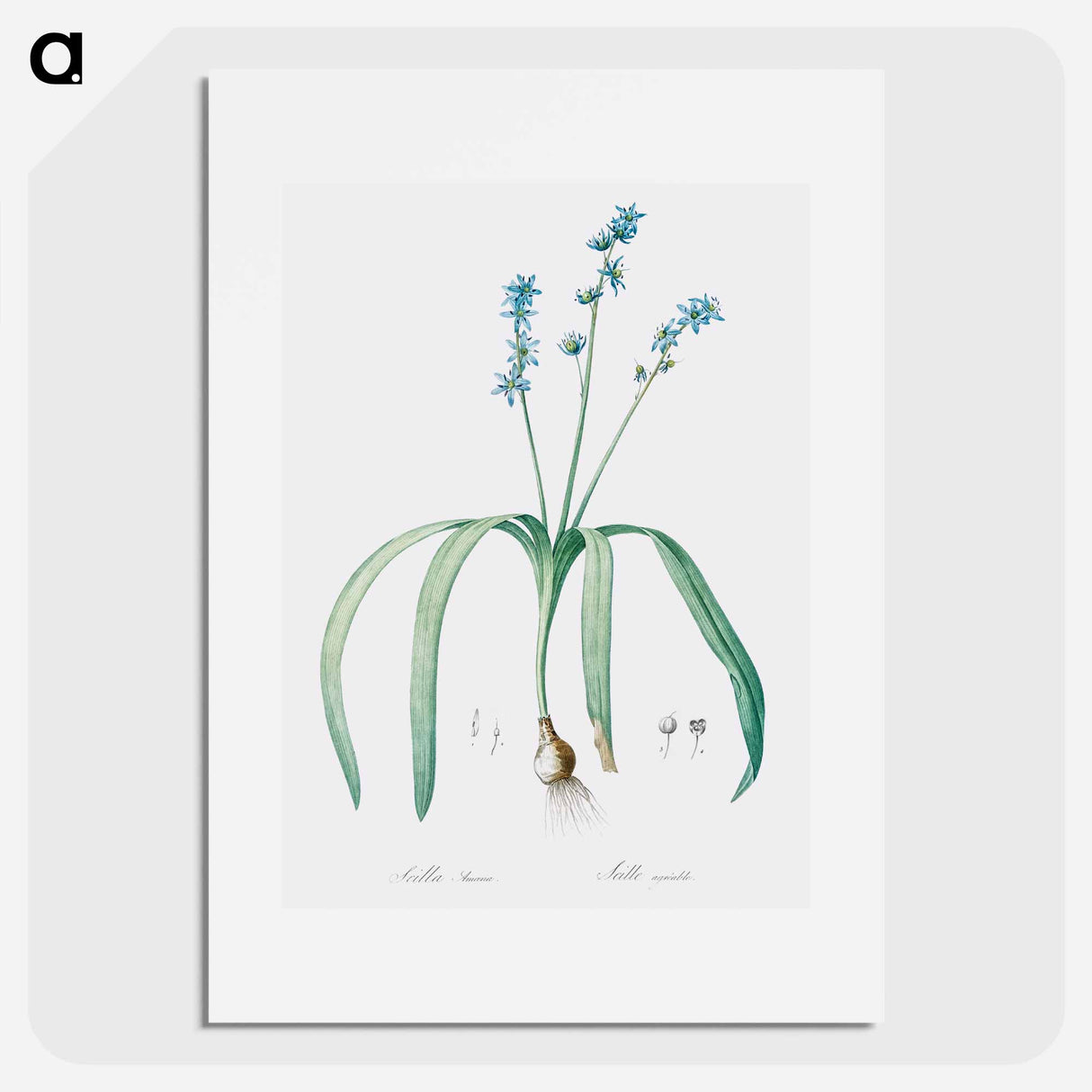 Star squill illustration - Pierre Joseph Redouté Poster.