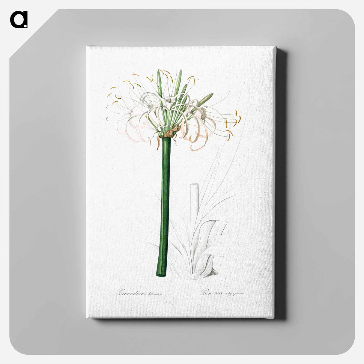 アートパネル-Caribbean spider-lily illustration - ピエール ジョゼフ ルドゥーテ Canvas.