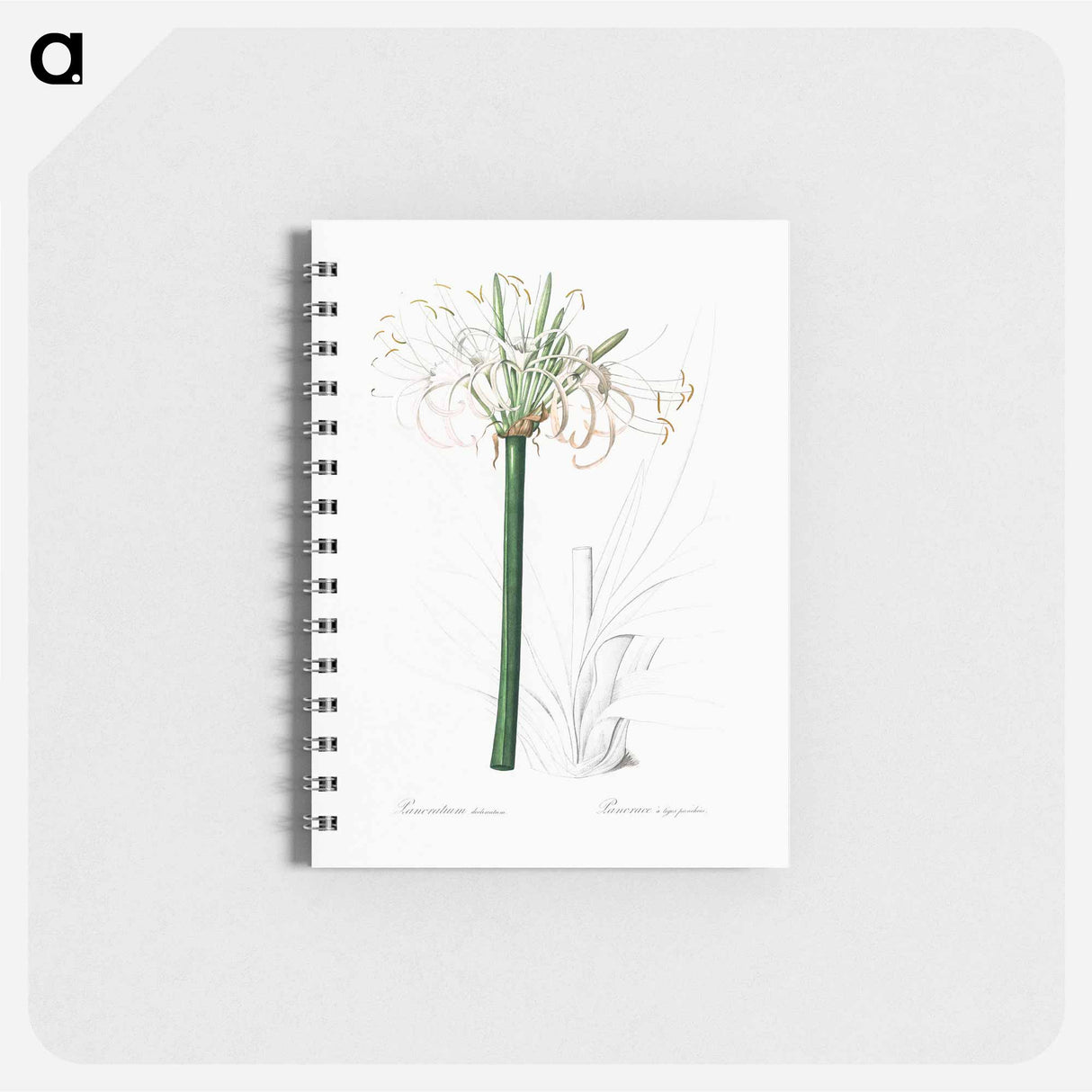 Caribbean spider-lily illustration - ピエール ジョゼフ ルドゥーテ Memo.