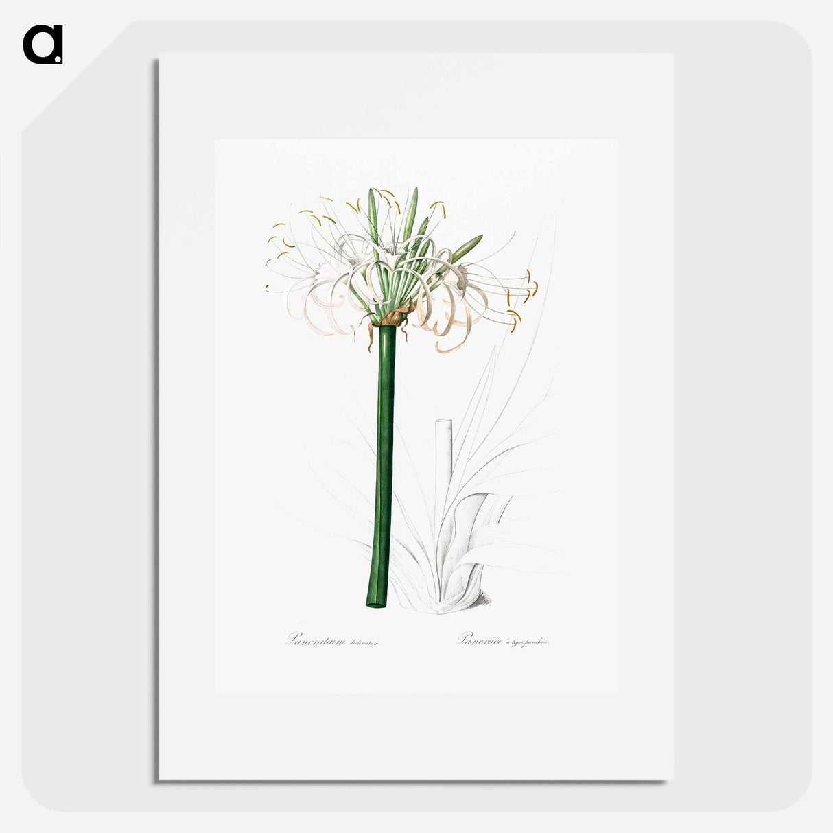 アートポスター-Caribbean spider-lily illustration - ピエール ジョゼフ ルドゥーテ Poster.