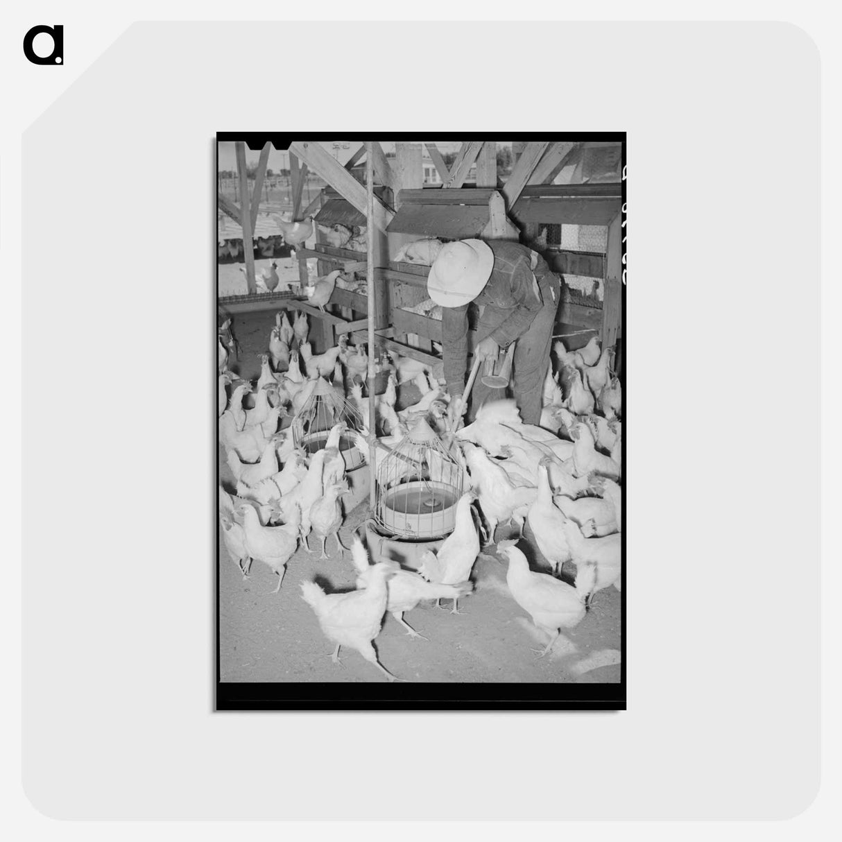 アートポストカード-Arizona Chickens
- ラッセル リー Postcard.