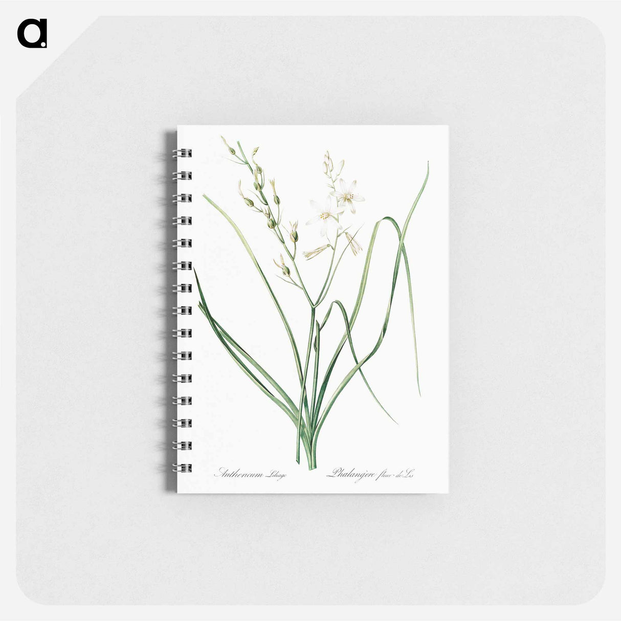 アートメモ帳-St Bernard's lily illustration - ピエール ジョゼフ ルドゥーテ Memo.