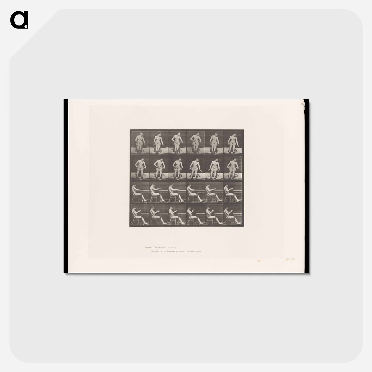 アートポストカード-Convulsions
- エドワード マイブリッジ Postcard.