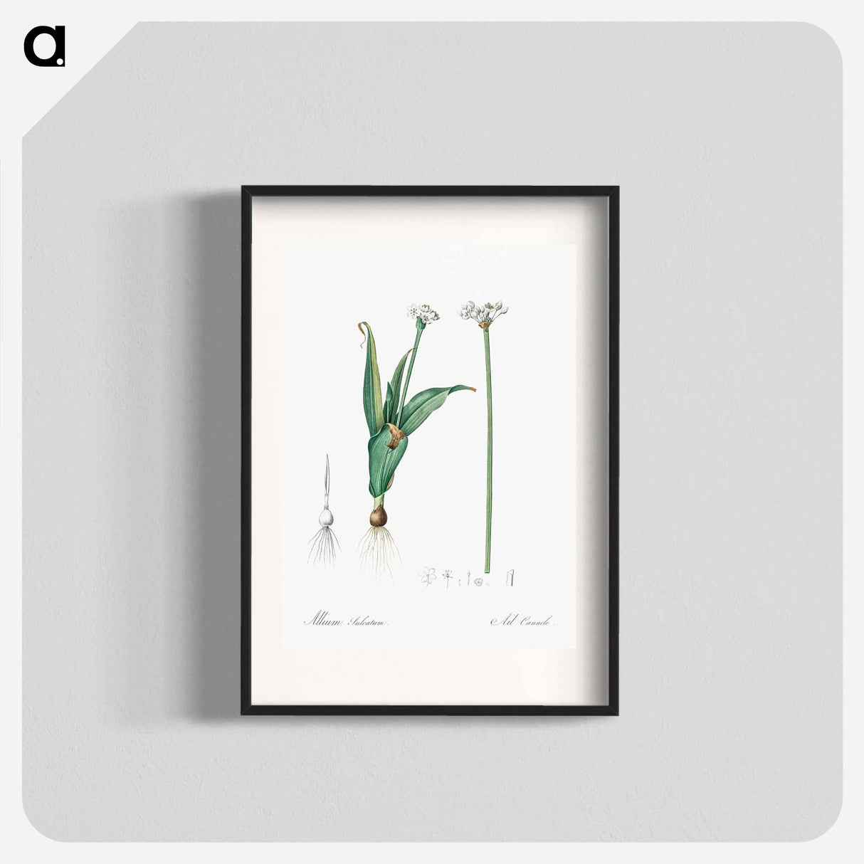 Ornamental onion illustration - Pierre Joseph Redouté Poster.