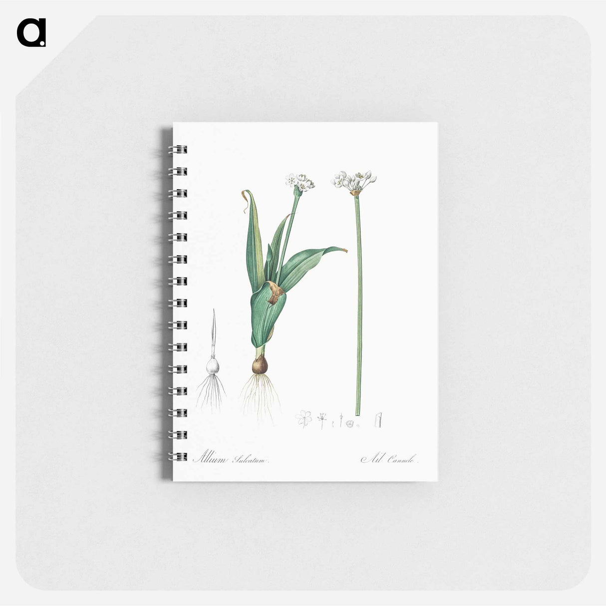 アートメモ帳-Ornamental onion illustration - ピエール ジョゼフ ルドゥーテ Memo.