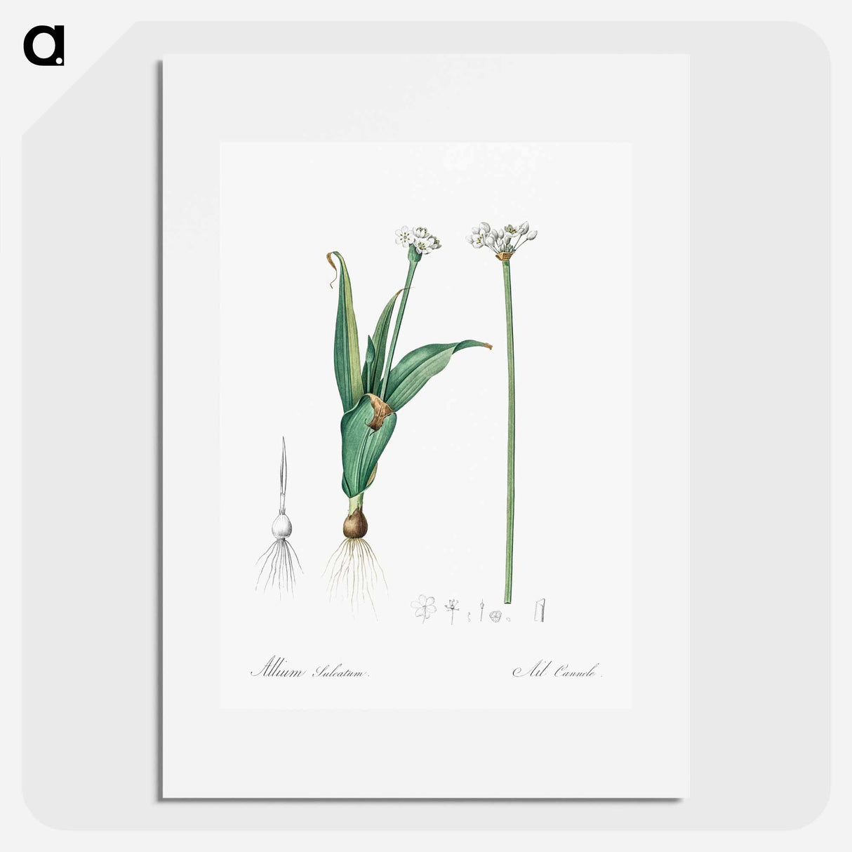 Ornamental onion illustration - Pierre Joseph Redouté Poster.