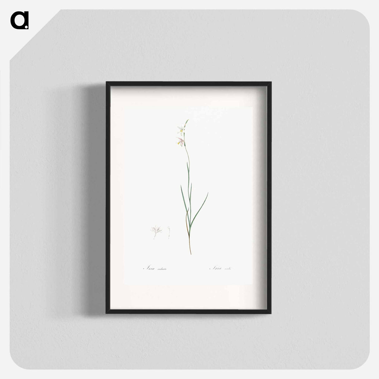 Hesperantha - Pierre Joseph Redouté Poster.