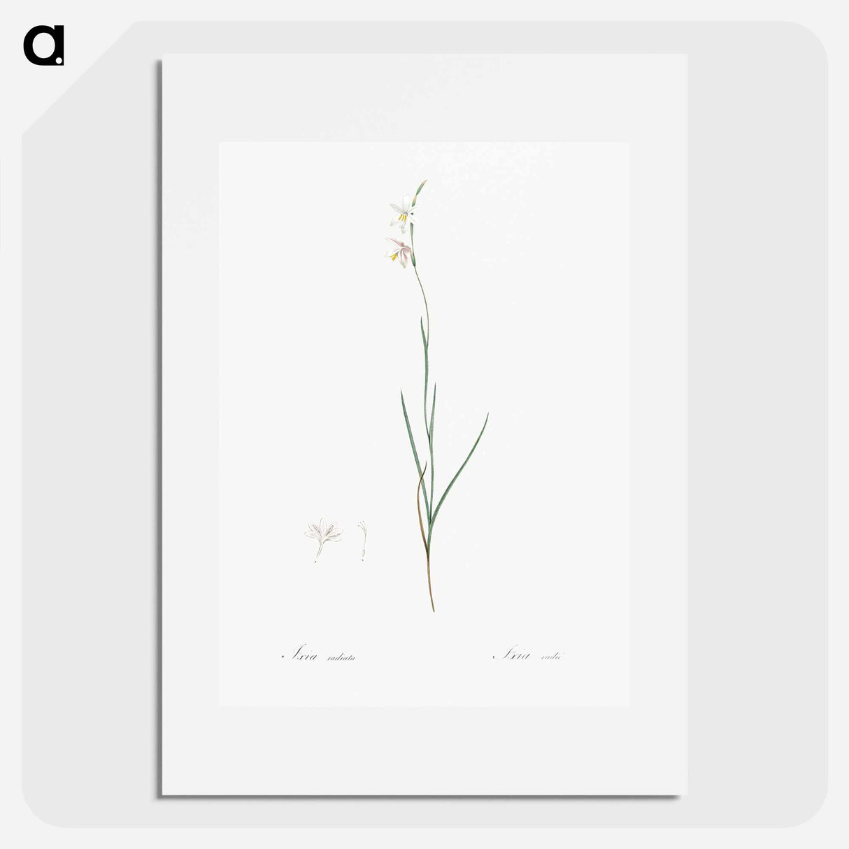 Hesperantha - Pierre Joseph Redouté Poster.