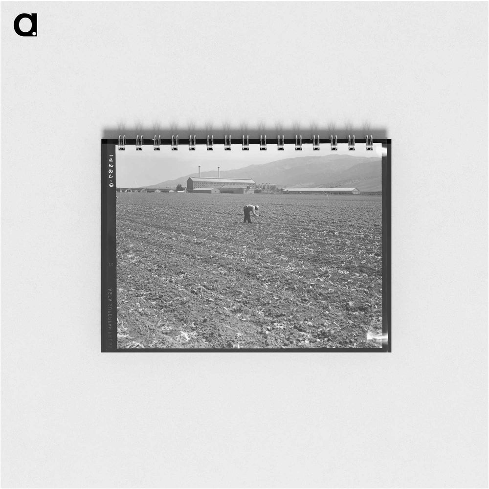 Untitled photo, possibly related to: Spreckels sugar factory and sugar beet field with Mexican and Filipino workers thinning sugar beets. - ドロテア ラング Memo.
