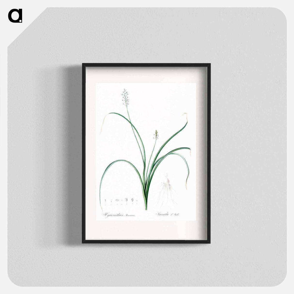 Roman hyacinth illustration - Pierre Joseph Redouté Poster.