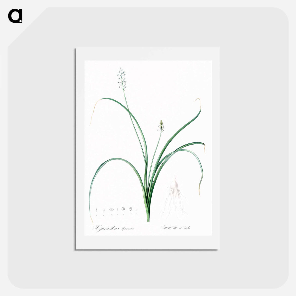 アートポストカード-Roman hyacinth illustration - ピエール ジョゼフ ルドゥーテ Postcard.