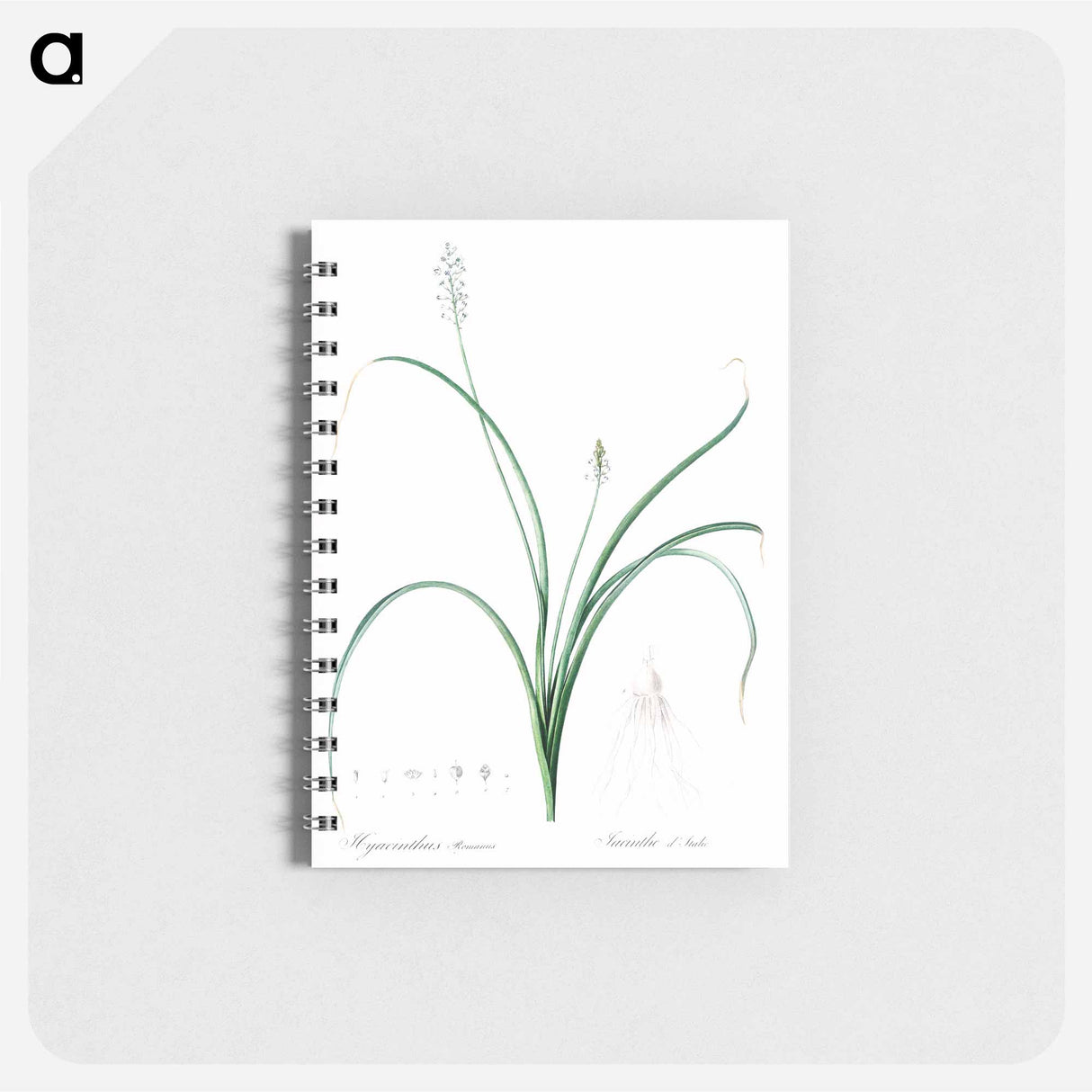 アートメモ帳-Roman hyacinth illustration - ピエール ジョゼフ ルドゥーテ Memo.