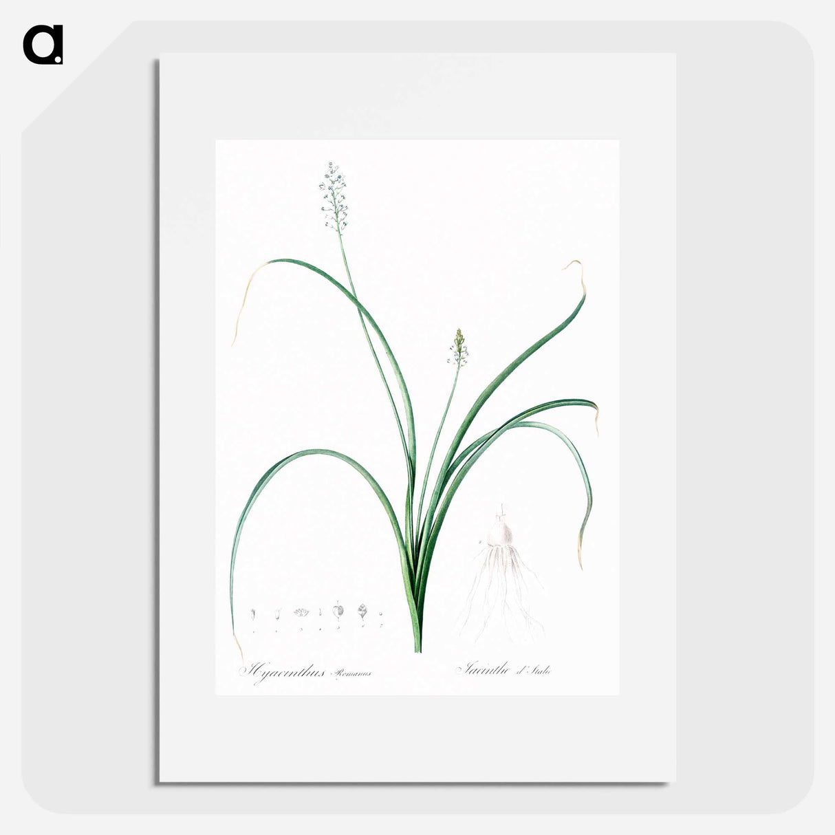 Roman hyacinth illustration - Pierre Joseph Redouté Poster.