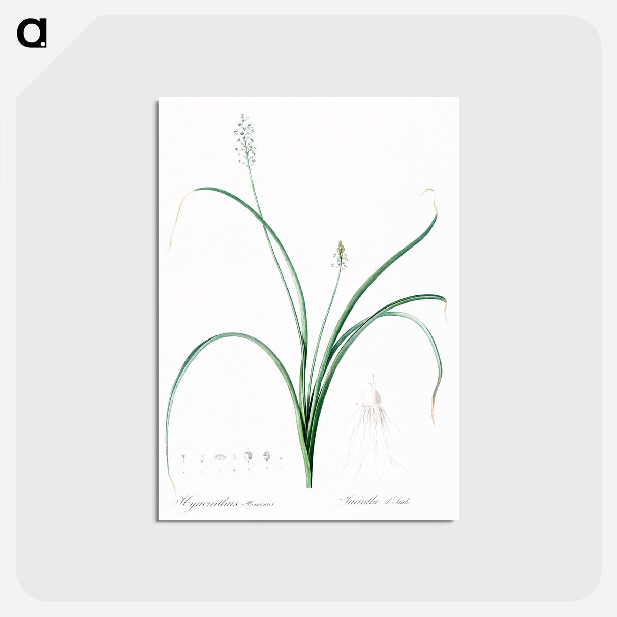 アートポストカード-Roman hyacinth illustration - ピエール ジョゼフ ルドゥーテ Postcard.