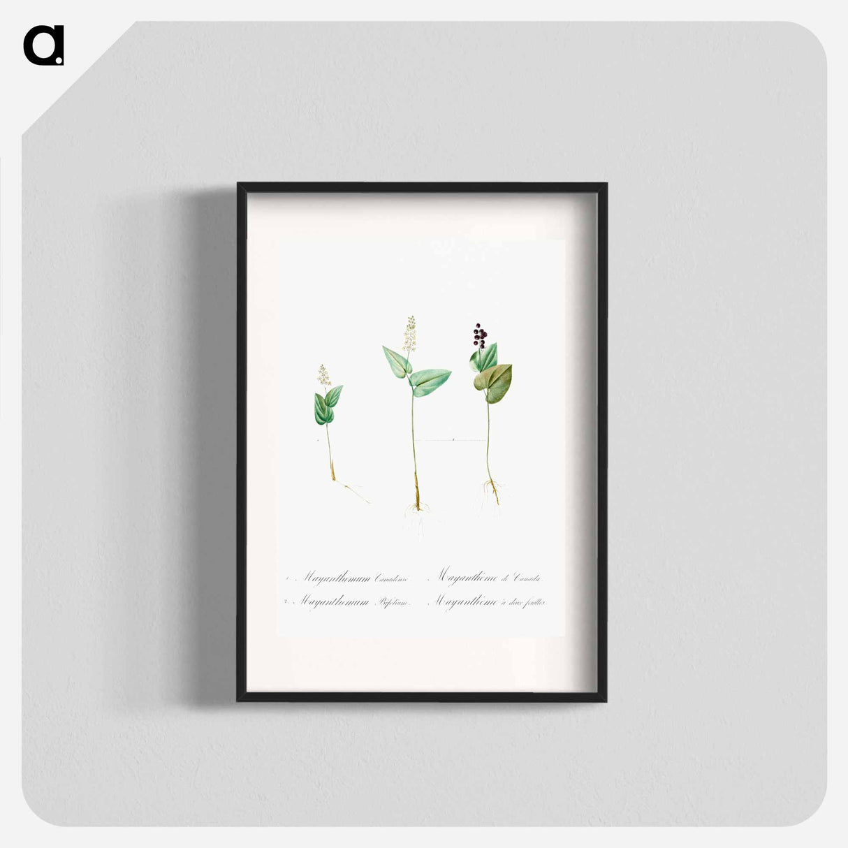 Mayanthemum - Pierre Joseph Redouté Poster.