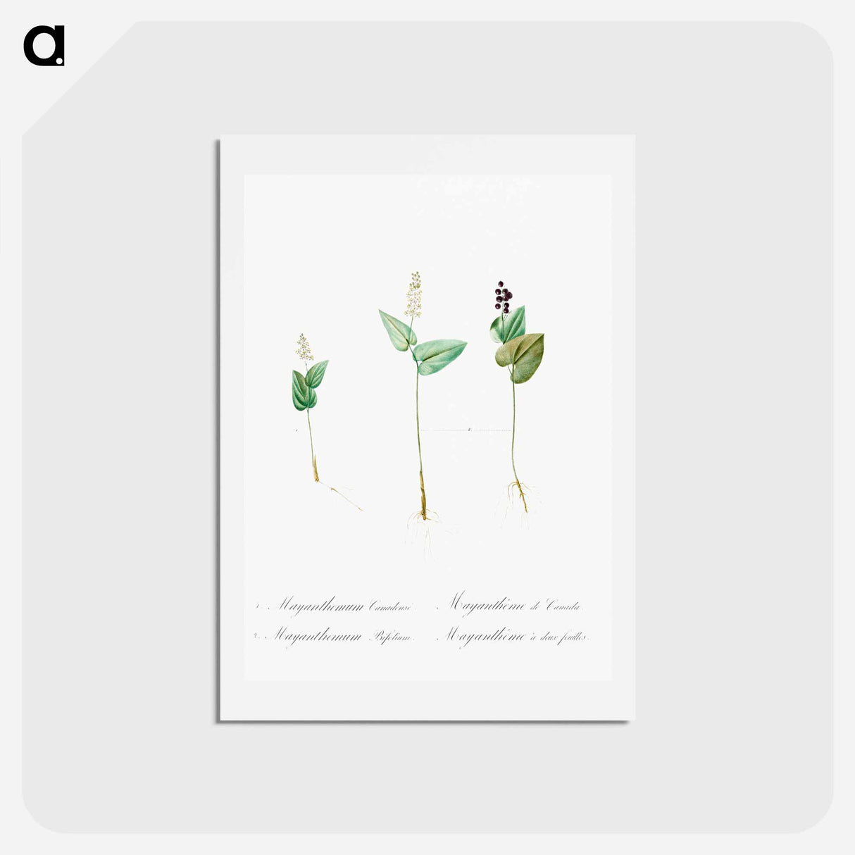アートポストカード-Mayanthemum - ピエール ジョゼフ ルドゥーテ Postcard.
