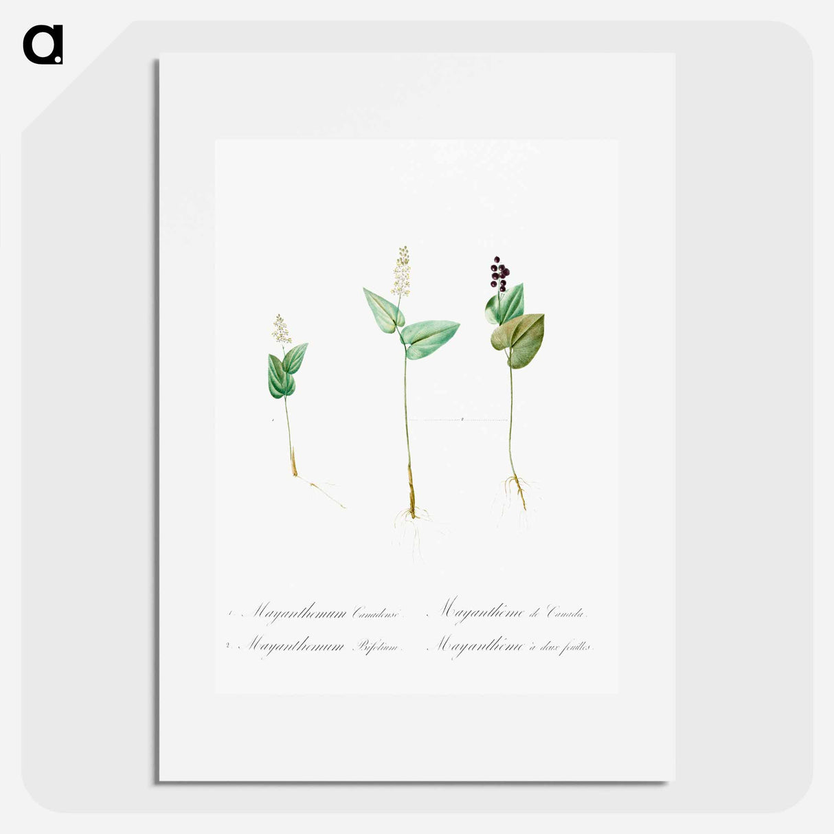 Mayanthemum - Pierre Joseph Redouté Poster.