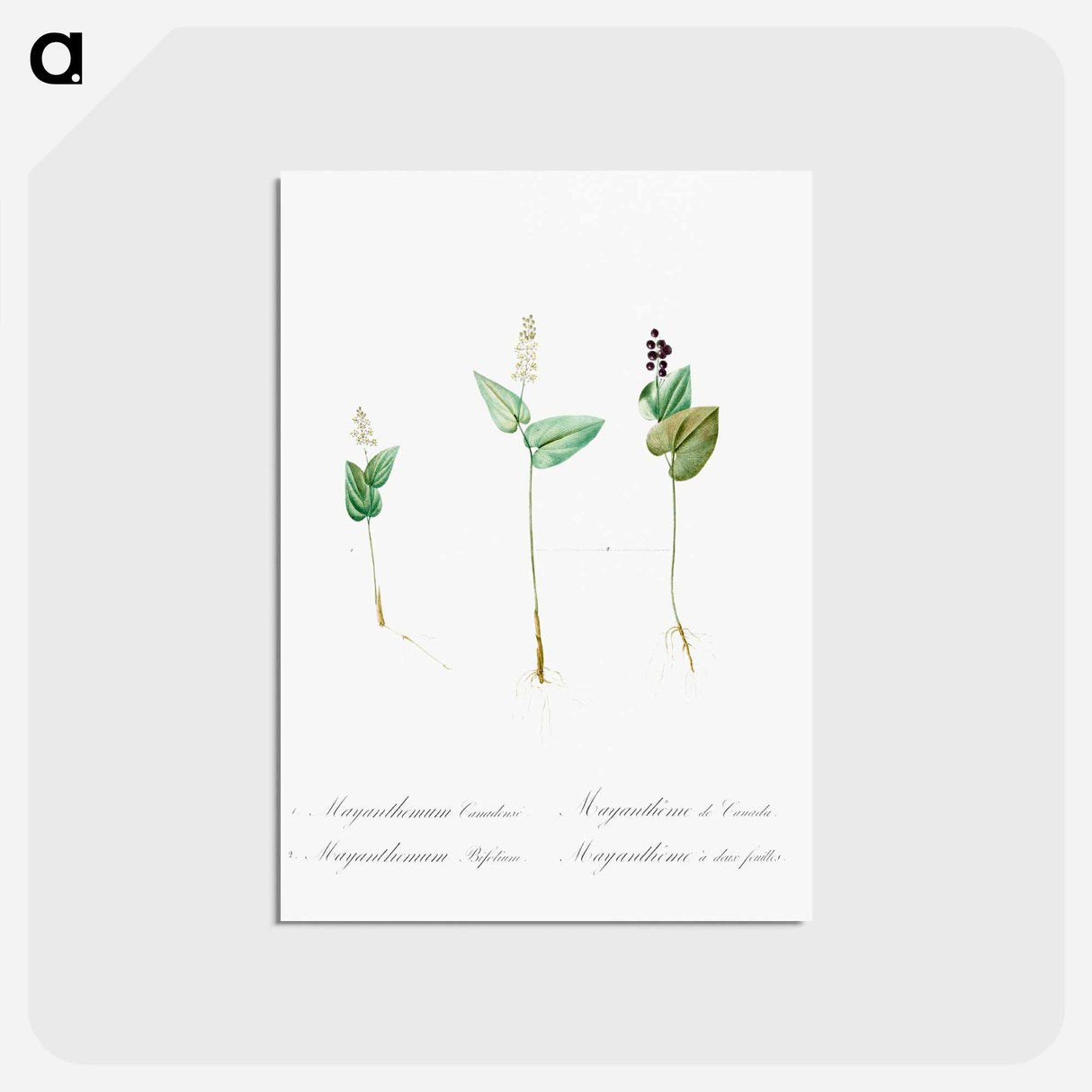 アートポストカード-Mayanthemum - ピエール ジョゼフ ルドゥーテ Postcard.