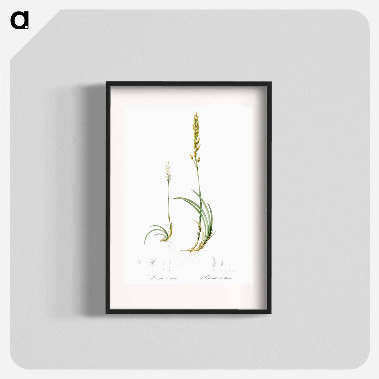 Abama ossifraga illustration from Les liliacées - Pierre-Joseph Redouté Poster.