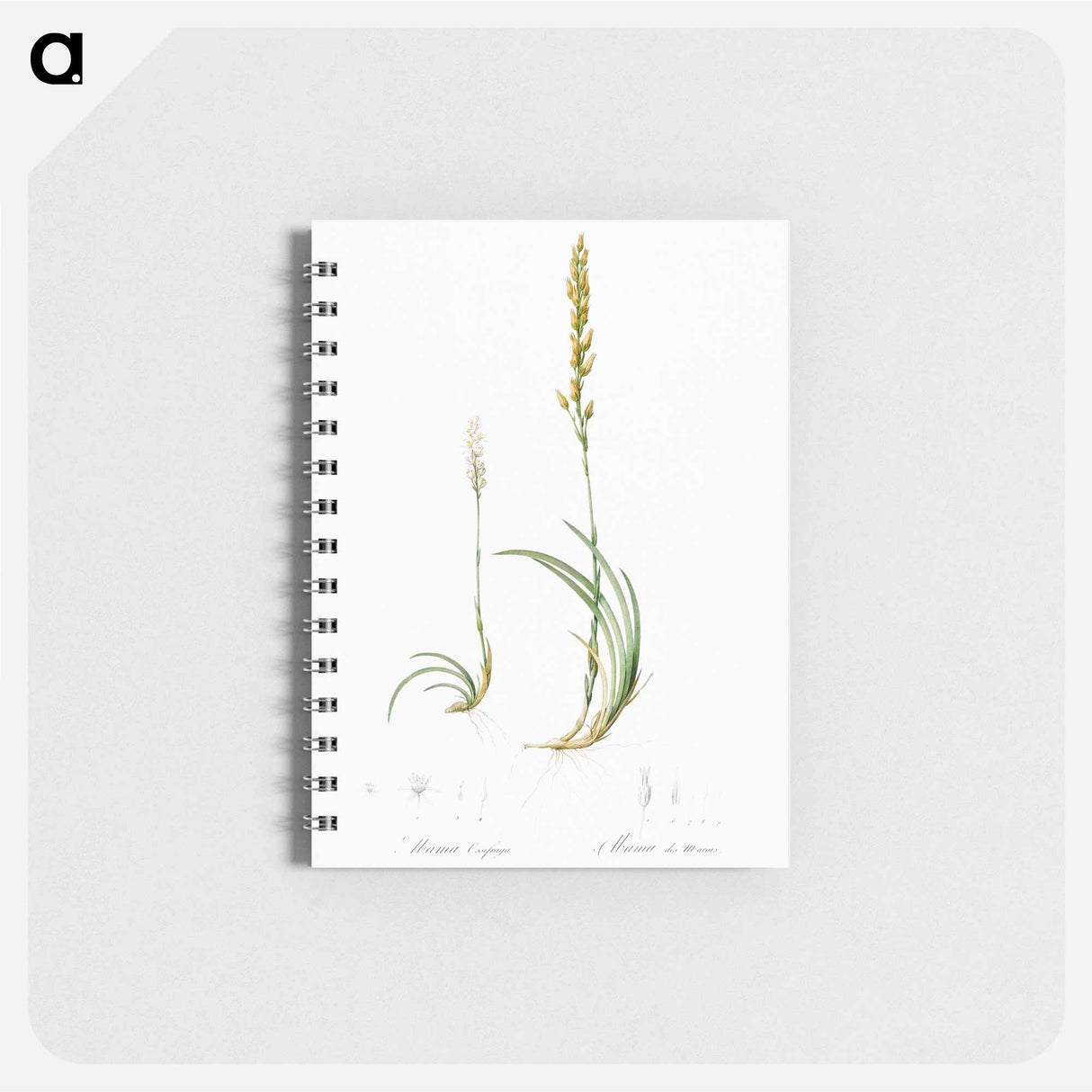 Abama ossifraga illustration from Les liliacées - ピエール ジョゼフ ルドゥーテ Memo.