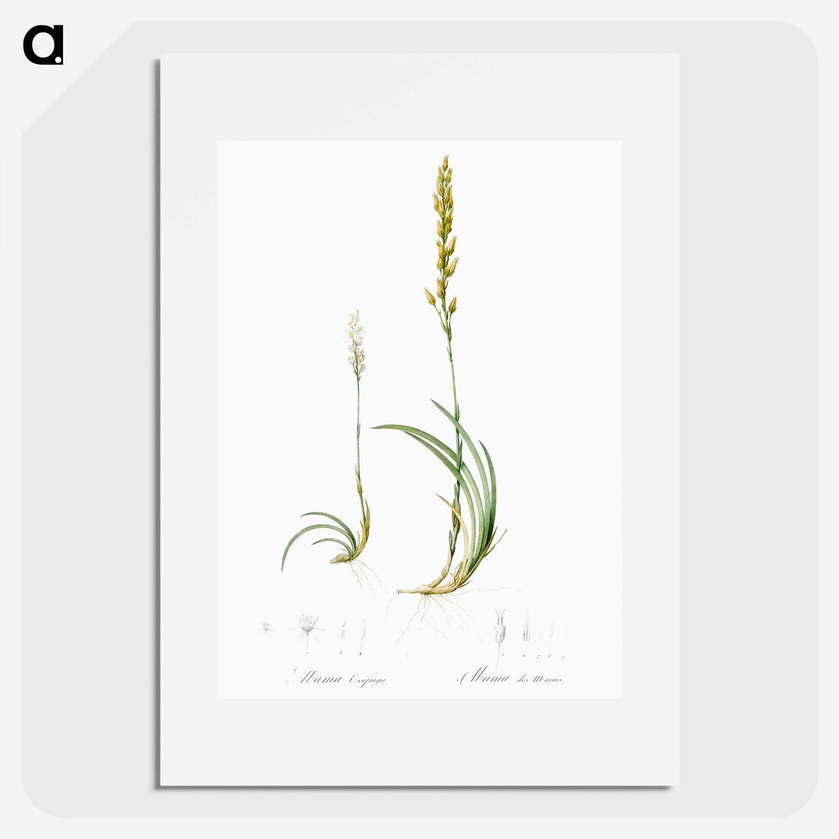 Abama ossifraga illustration from Les liliacées - Pierre-Joseph Redouté Poster.