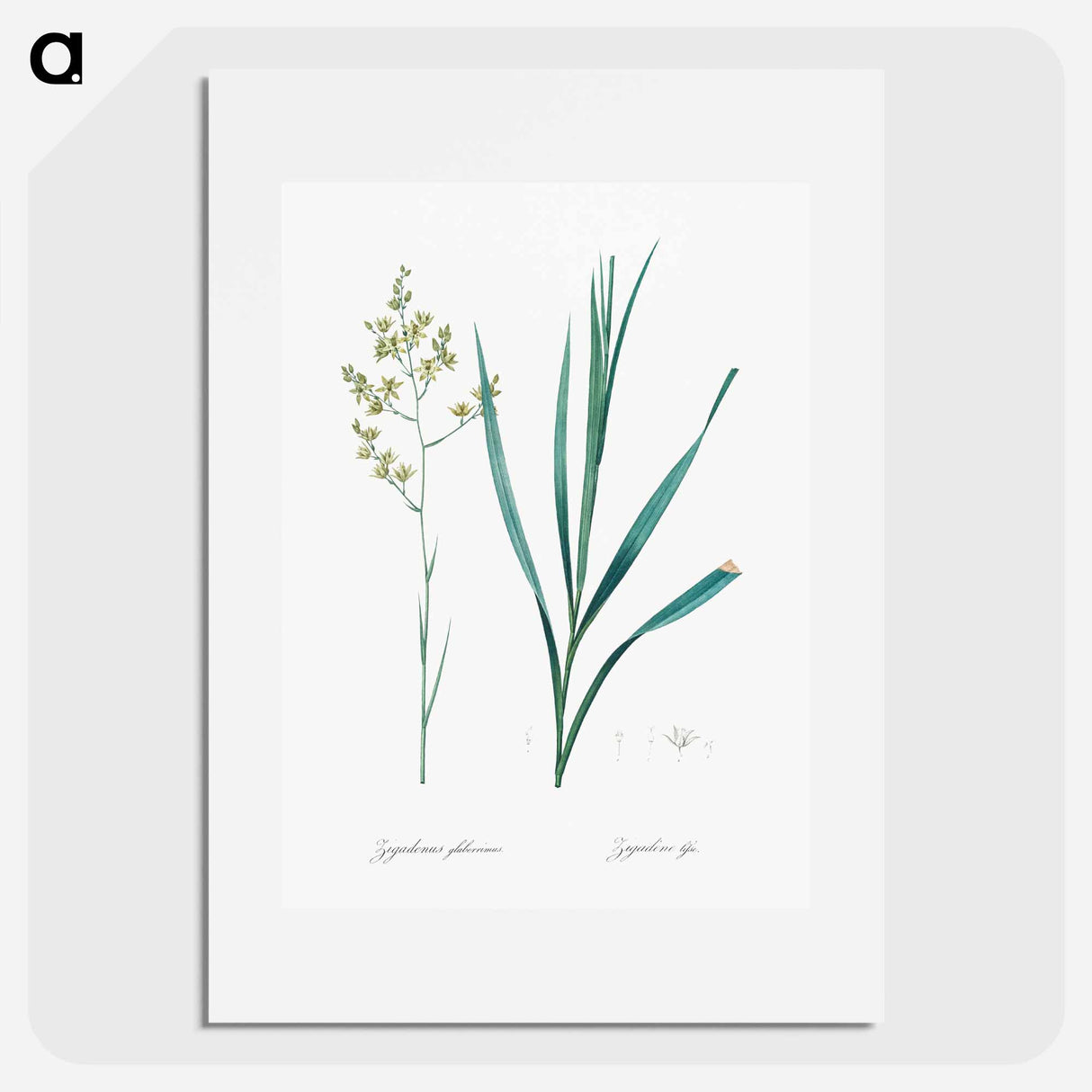 Sandbog death camas illustration - ピエール ジョゼフ ルドゥーテ Poster.