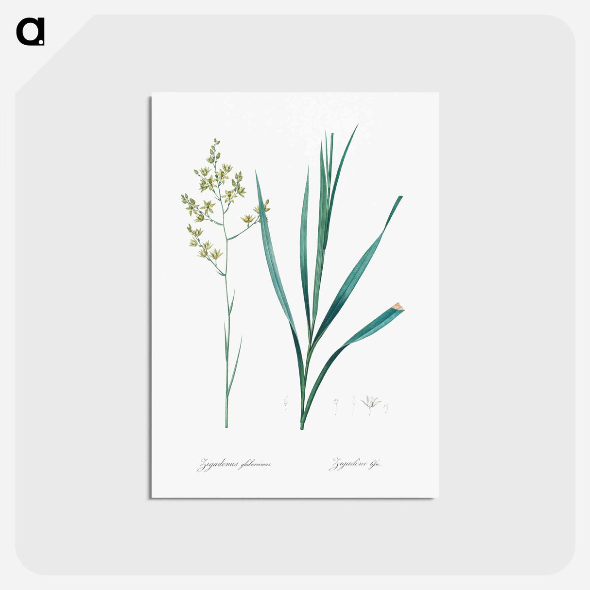アートポストカード-Sandbog death camas illustration - ピエール ジョゼフ ルドゥーテ Postcard.