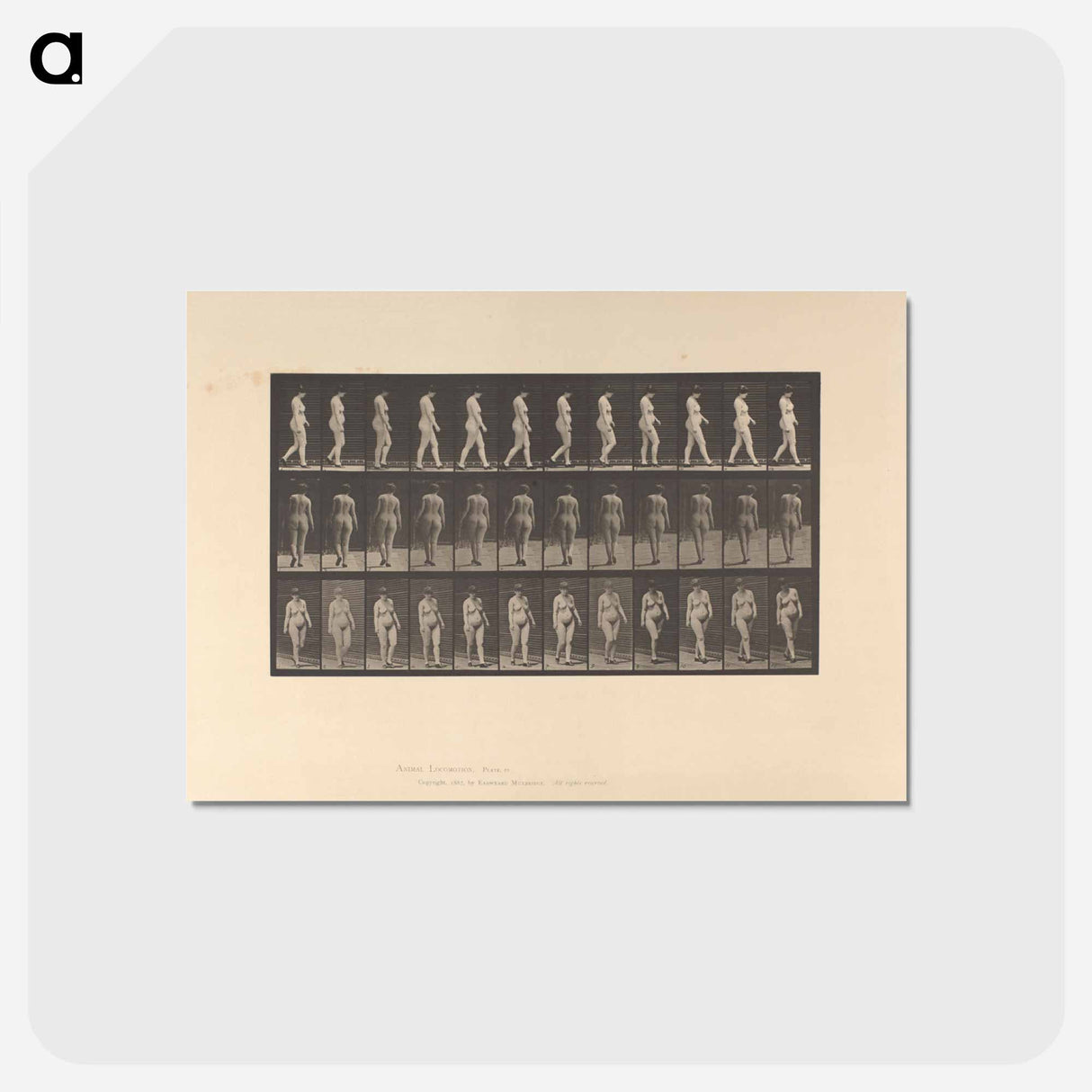アートポストカード-Naked Woman Walking
- エドワード マイブリッジ Postcard.
