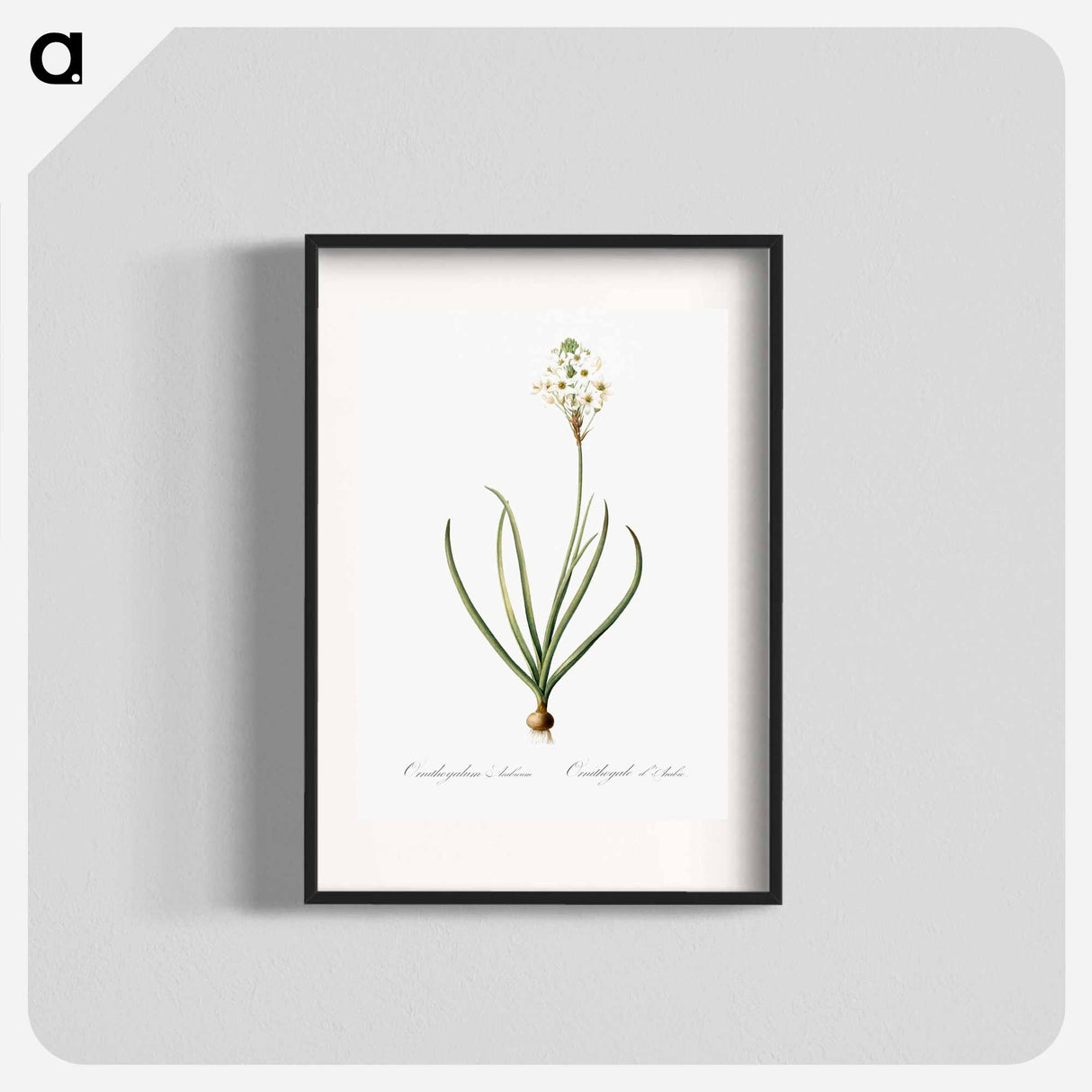 Arabian starflower illustration - Pierre Joseph Redouté Poster.