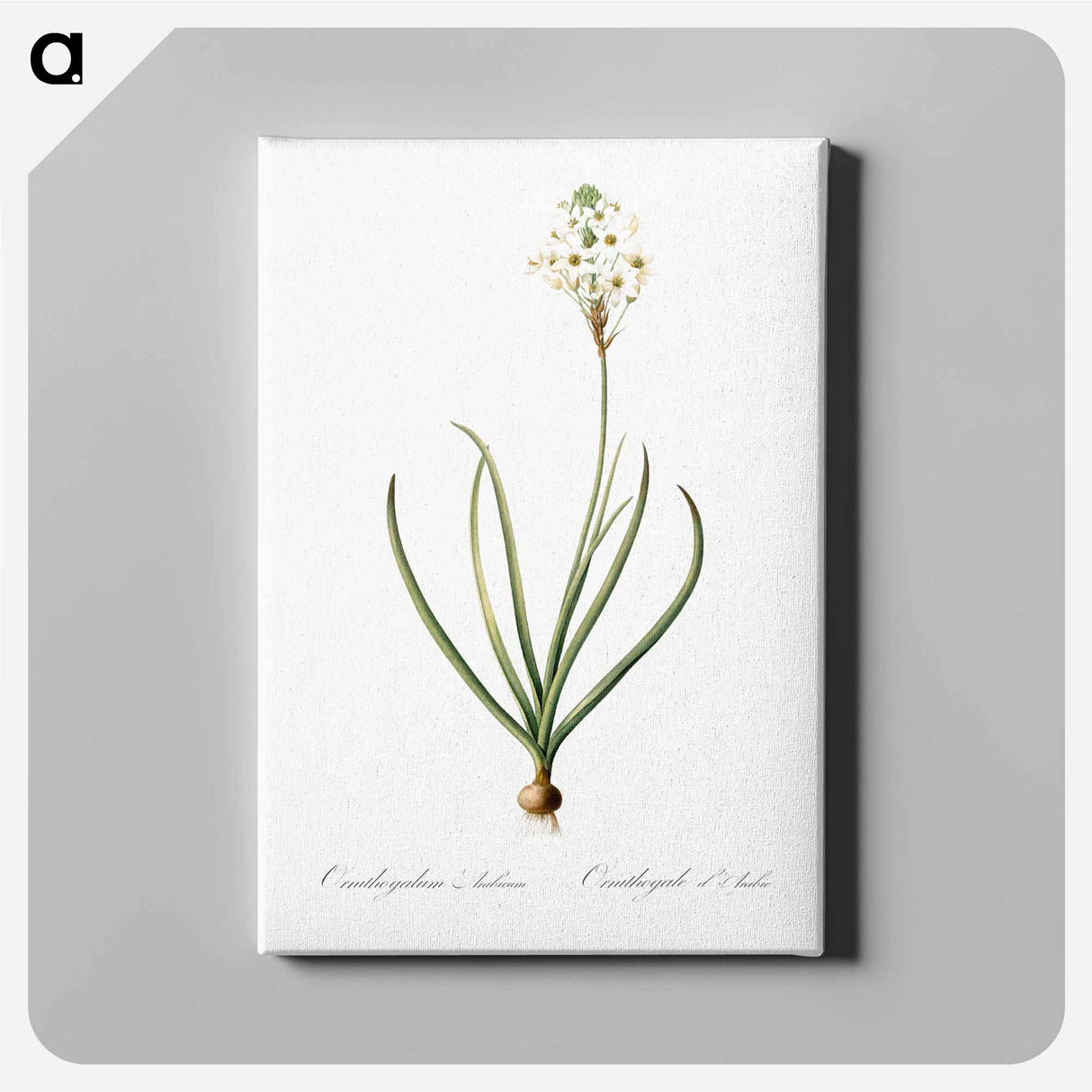 アートパネル-Arabian starflower illustration - ピエール ジョゼフ ルドゥーテ Canvas.