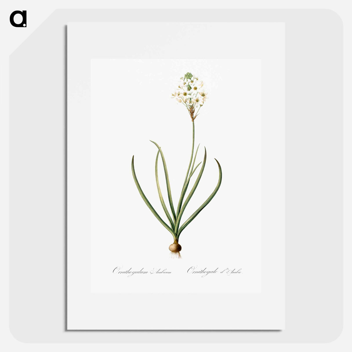 Arabian starflower illustration - Pierre Joseph Redouté Poster.