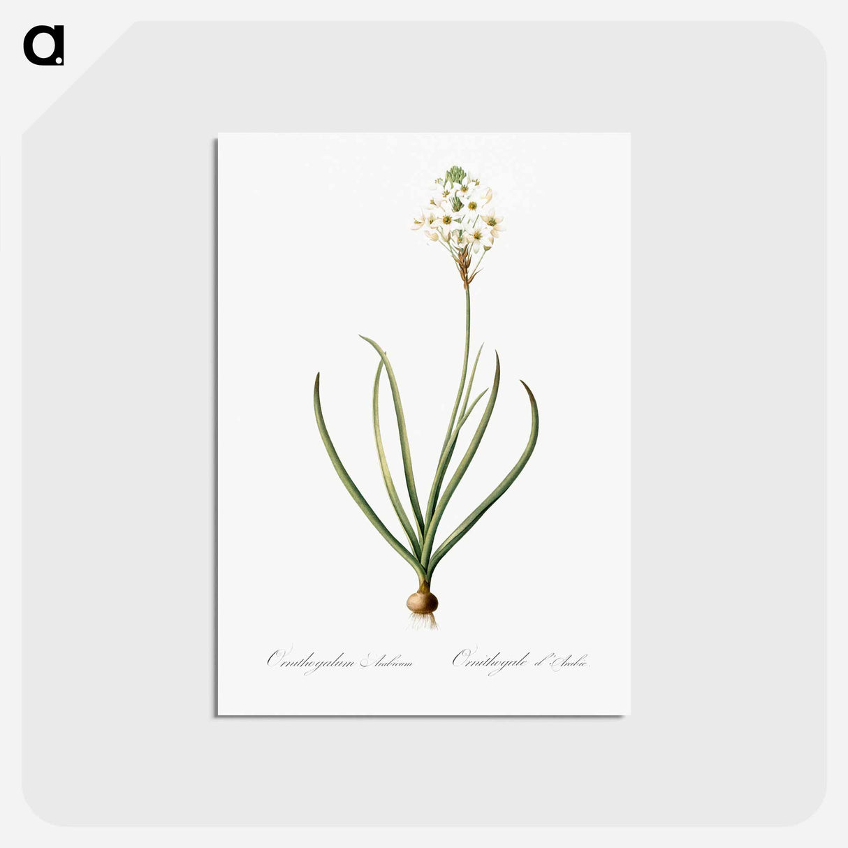アートポストカード-Arabian starflower illustration - ピエール ジョゼフ ルドゥーテ Postcard.