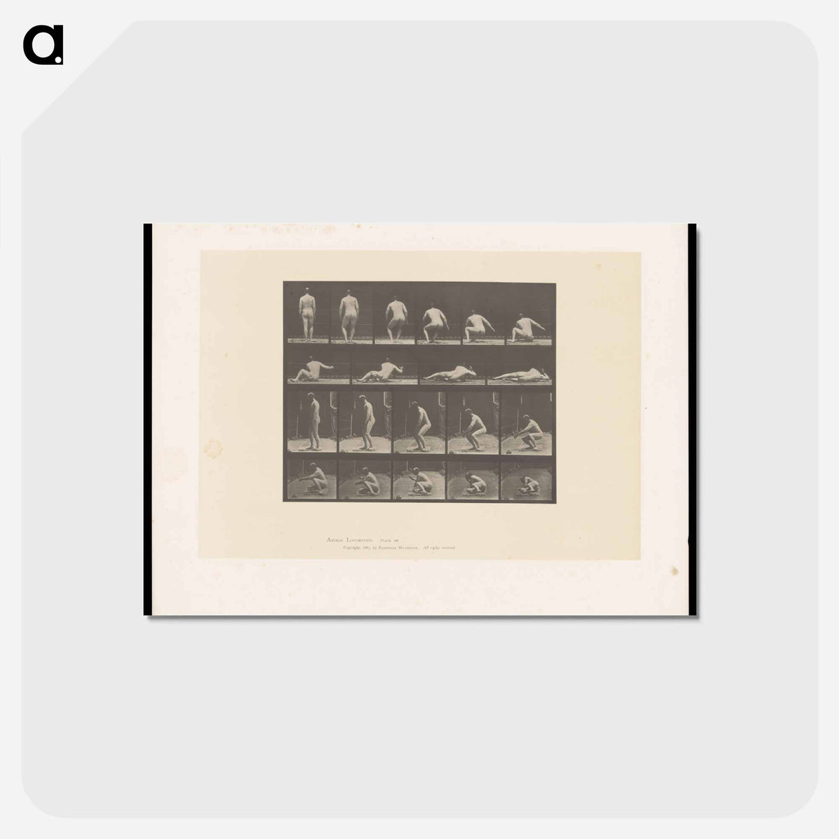 アートポストカード-Nude Descending
- エドワード マイブリッジ Postcard.