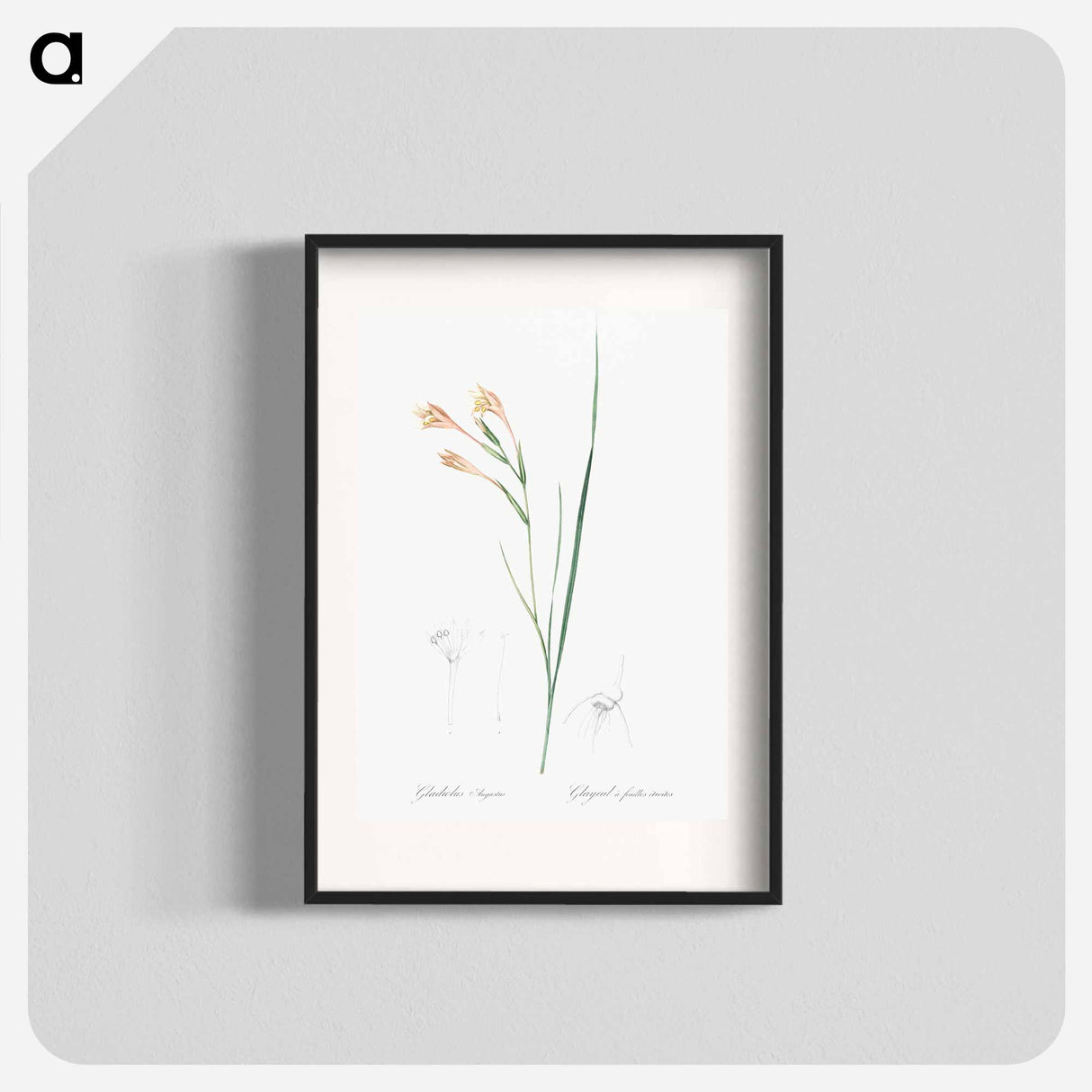 Long-tubed painted lady illustration - Pierre Joseph Redouté Poster.