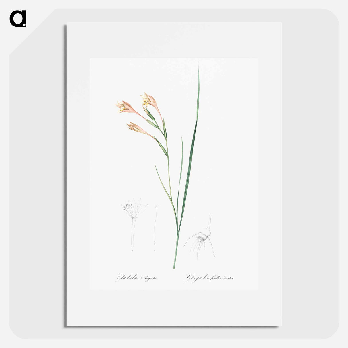 Long-tubed painted lady illustration - Pierre Joseph Redouté Poster.