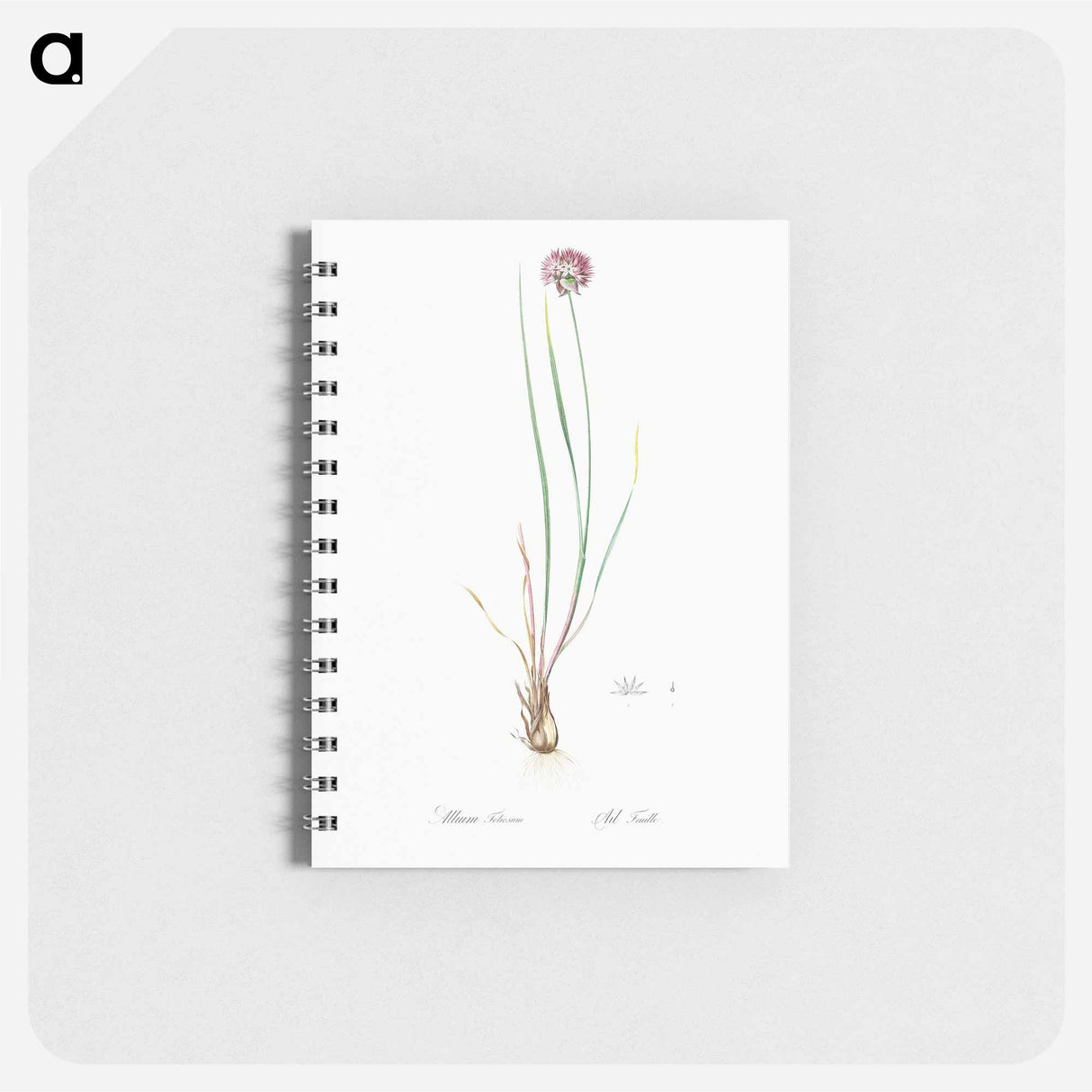 アートメモ帳-Allium foliosum illustration - ピエール ジョゼフ ルドゥーテ Memo.