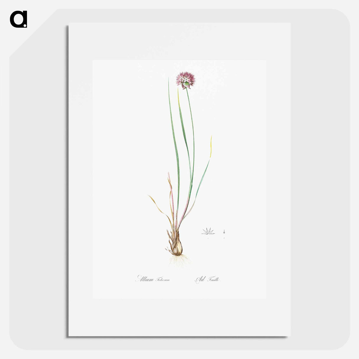 Allium foliosum illustration - ピエール ジョゼフ ルドゥーテ Poster.