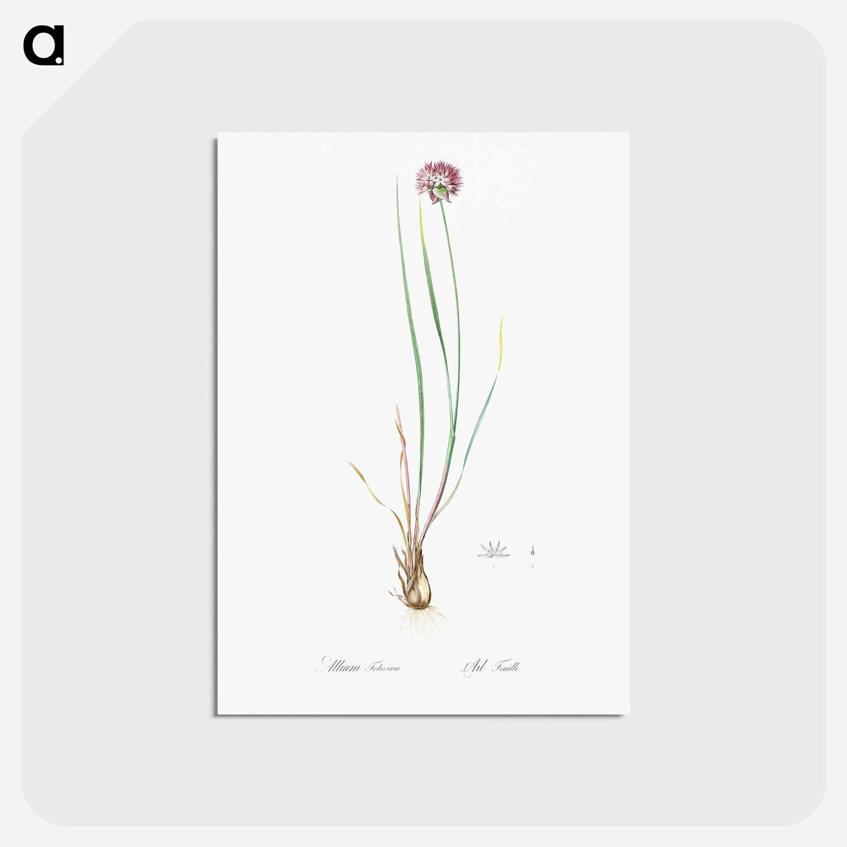 アートポストカード-Allium foliosum illustration - ピエール ジョゼフ ルドゥーテ Postcard.