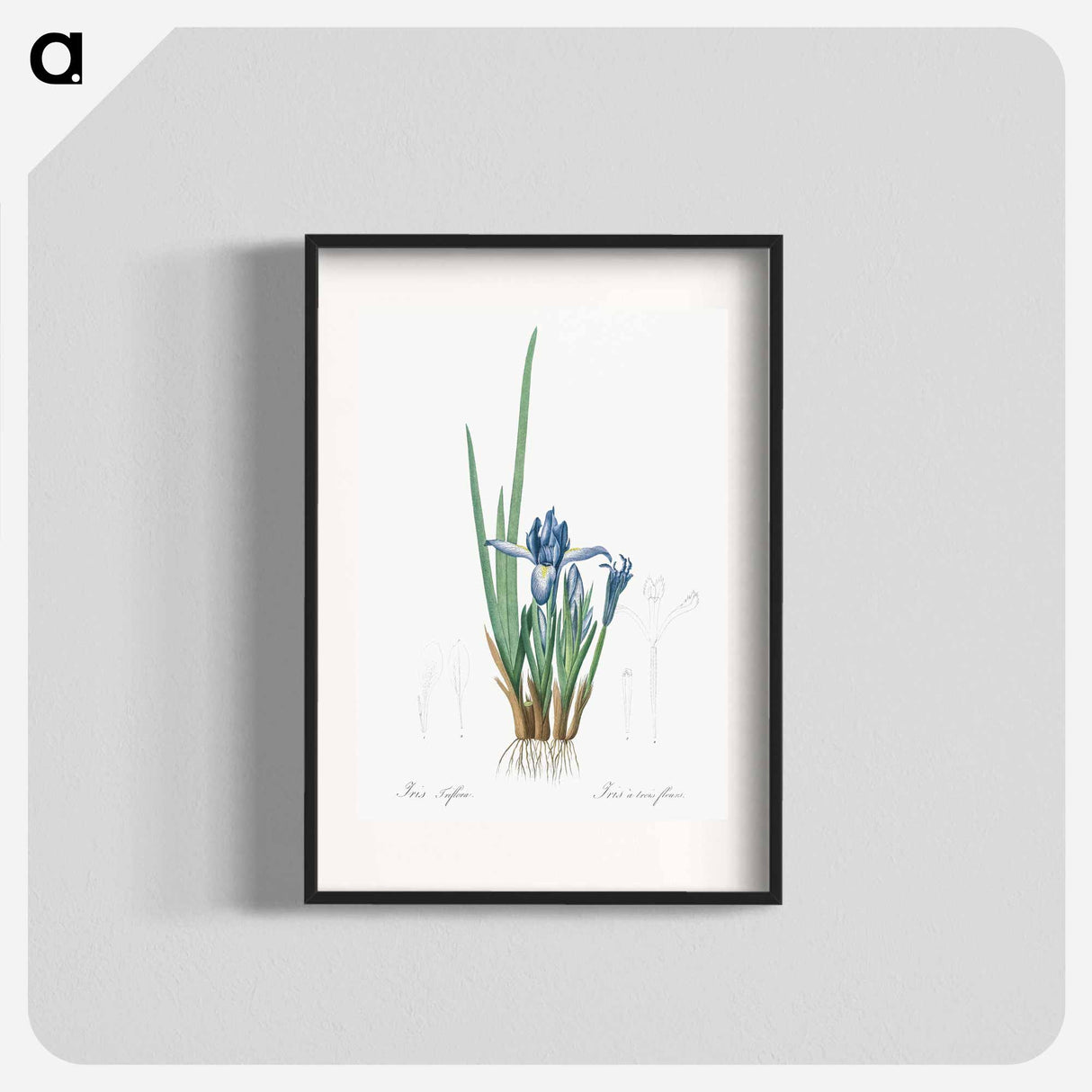 Milky iris illustration - Pierre Joseph Redouté Poster.